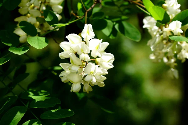 Akátové Květy Bílými Okvětními Lístky Jaře — Stock fotografie
