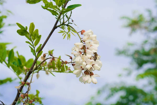 Acacia Blossoms White Petals Spring — Stock Photo, Image
