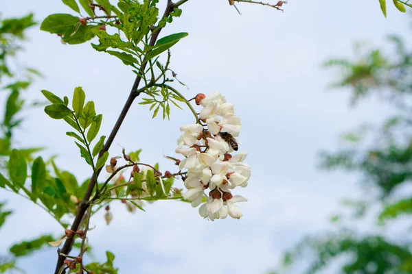 Acacia Blossoms White Petals Spring — Stock Photo, Image