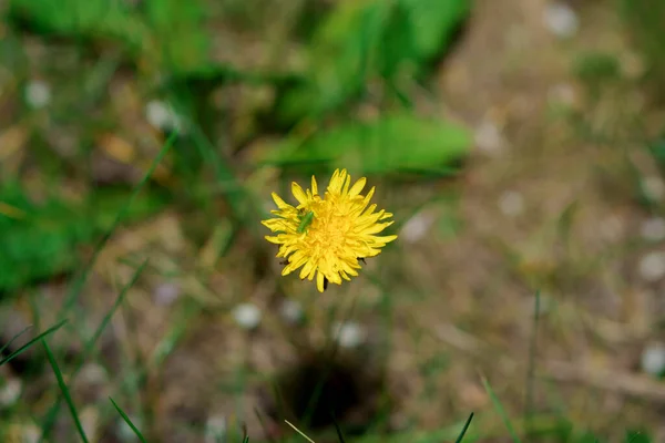Baharda Açan Sarı Karahindiba Düzensiz Bitkiler Arasındadır — Stok fotoğraf