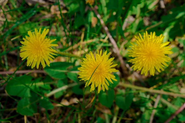 Blooming Yellow Dandelion Spring Uneven Plants — Stock Photo, Image