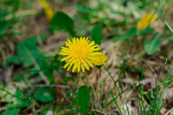 春天盛开的黄色蒲公英 是不均匀的植物之一 — 图库照片