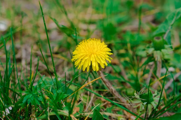 Blooming Yellow Dandelion Spring Uneven Plants — Stock Photo, Image