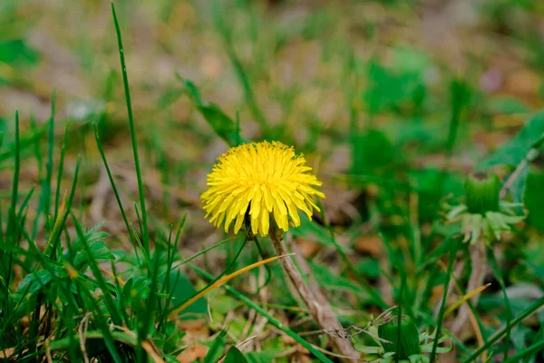 Ανθισμένα Κίτρινα Πικραλίδα Την Άνοιξη Είναι Μεταξύ Των Άνισων Φυτών — Φωτογραφία Αρχείου