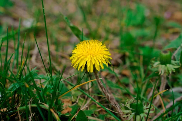 Ανθισμένα Κίτρινα Πικραλίδα Την Άνοιξη Είναι Μεταξύ Των Άνισων Φυτών — Φωτογραφία Αρχείου