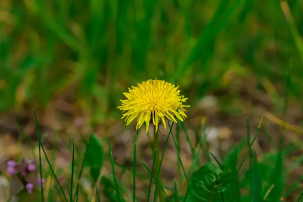 Blooming Yellow Dandelion Spring Uneven Plants — Stock Photo, Image