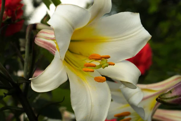 백합화가 꽃봉오리를 — 스톡 사진