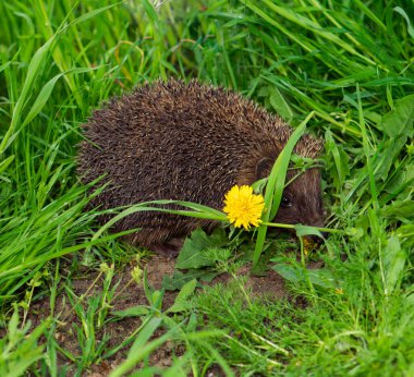 Kirpi, memeliler, küçük hayvanlar, bitkilerde saklanır.