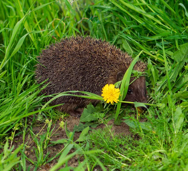 Kirpi, memeliler, küçük hayvanlar, bitkilerde saklanır.