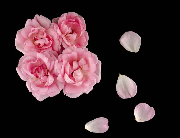 Bunga Mawar Dan Kelopak Mawar Pada Latar Belakang Hitam Terisolasi — Stok Foto