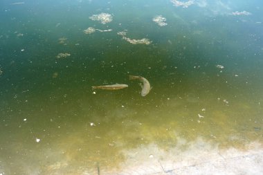 Kirli bir gölde yüzen balıklar