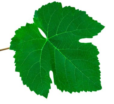 İzolasyonda beyaz bir zemin üzerinde yeşil üzüm yaprağı