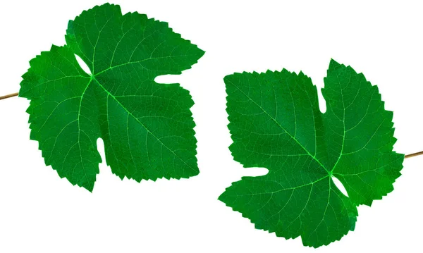Zielony Liść Winogron Białym Tle Izolacji — Zdjęcie stockowe