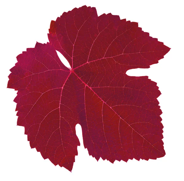 Feuille Raisin Couleur Rouge Isolé Sur Fond Blanc — Photo