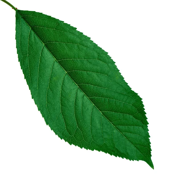 Zielony Liść Wiśni Białym Tle Izolacji Zbliżenie — Zdjęcie stockowe
