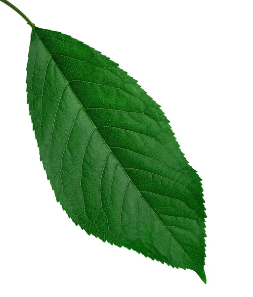 Zielony Liść Wiśni Białym Tle — Zdjęcie stockowe
