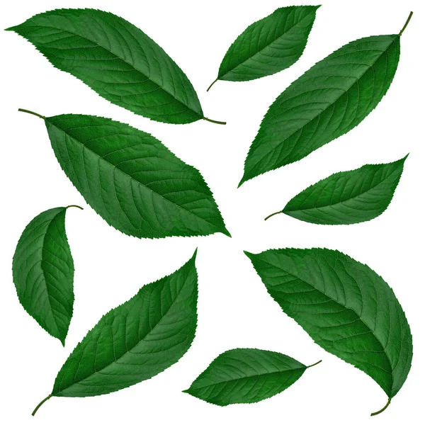 Πράσινα Φύλλα Από Κεράσι Λευκό Φόντο Κολάζ — Φωτογραφία Αρχείου