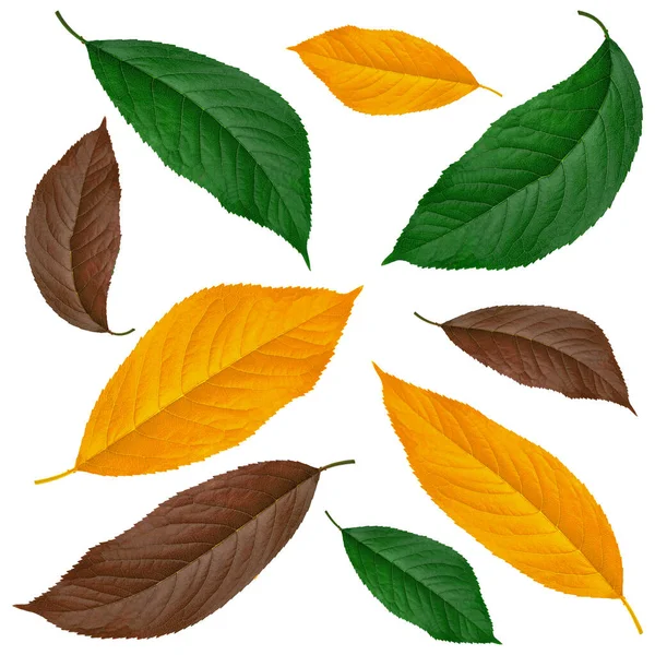 Φύλλα Από Κεράσι Πράσινο Καφέ Και Κίτρινο Λευκό Φόντο Κολάζ — Φωτογραφία Αρχείου