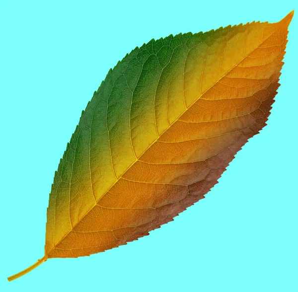 List Třešně Zelená Hnědá Žlutá Barva Chameleon Modrém Pozadí Izolaci — Stock fotografie