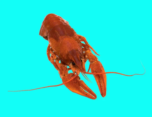 Freshly Brewed Red Crayfish Blue Background Isolation — Stock Photo, Image
