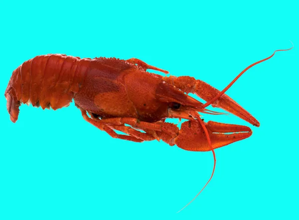新鲜的红螃蟹 背景蓝色 与外界隔离 — 图库照片