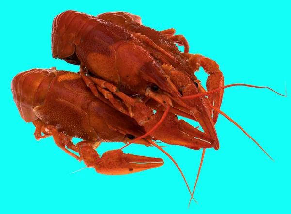 Freshly Brewed Red Crayfish Blue Background Isolation — Stock Photo, Image