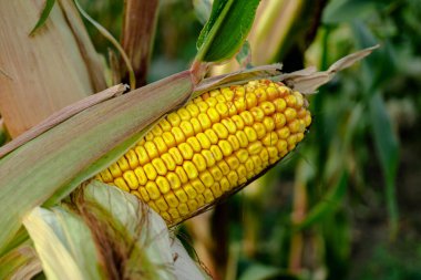 Mısır koçanı, yarısı soyulmuş, bir bitkinin gövdesinde.
