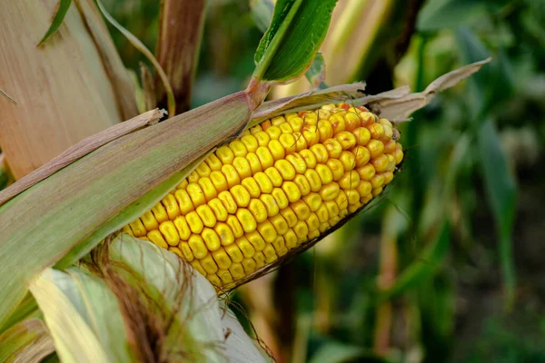 Tête Maïs Moitié Pelée Sur Tronc Une Plante — Photo