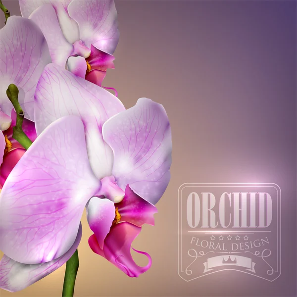 Blomma bakgrund med blossom orchid — Stock vektor