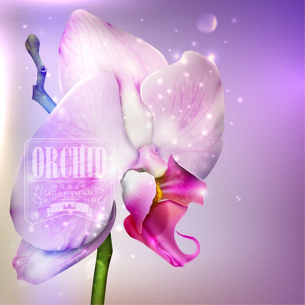 Sfondo floreale con orchidea fiorita — Vettoriale Stock