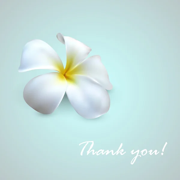 Квітка frangipani — стоковий вектор