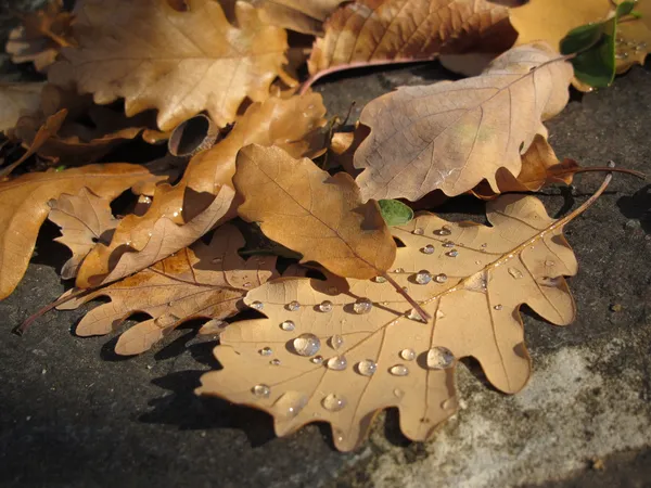 Folhas de carvalho de outono com gotas de orvalho — Fotografia de Stock