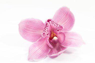 Orkide çiçek