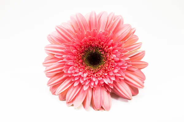 ピンクの花 ロイヤリティフリーのストック画像