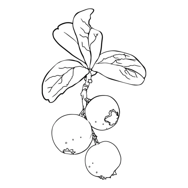 Cowberry Isolated Vector Illustration Branch Red Berries Logo Blank Designers — Vetor de Stock
