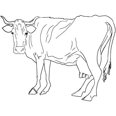 Sıraya dizilmiş bir ineğin izole bir tasviri. Giysi, ambalaj, tasarımcılar, çiftçiler, et restoranları için boş logo