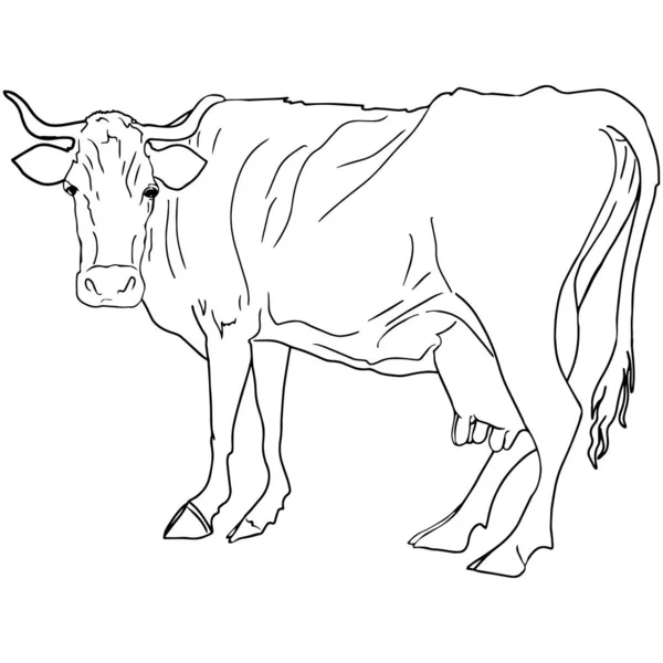 Isolated Illustration of a cow in line. Logo for printing on clothes, packaging, blank for designers, farmers, meat restaurants