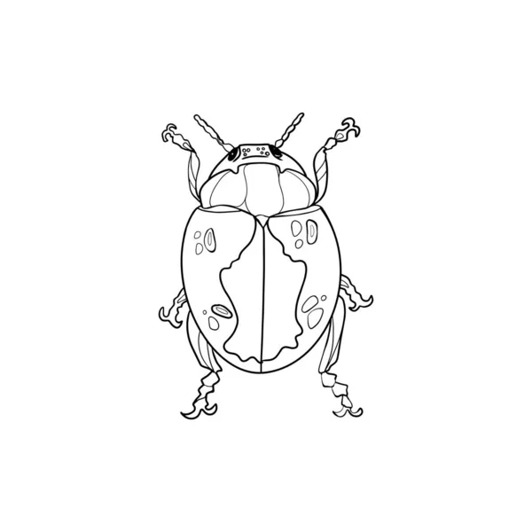 Käfer Isolierte Vektordarstellung Auf Weißem Hintergrund Insekt Als Logo Aufdruck — Stockvektor