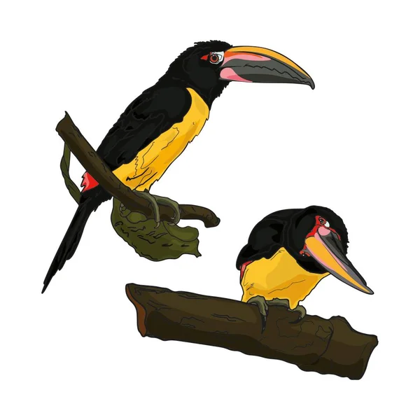 Ilustração Vetorial Aves Exóticas Toucan Como Designer Branco Emblema Impressão — Vetor de Stock