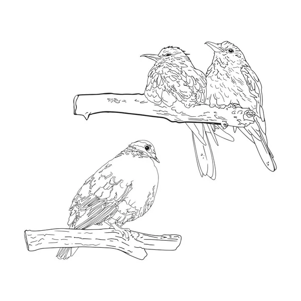 Vector illustration of exotic birds. Big set of tropical birds line as designer's blank, emblem, print
