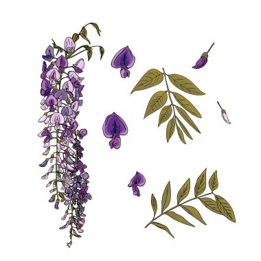 Vector illustration of a set of Wisteria, purple flowers and leaves. Subtropical wisteria as a blank for designers, logo, icon, print