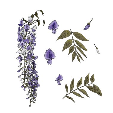Vector illustration of a set of Wisteria, purple flowers and leaves. Subtropical wisteria as a blank for designers, logo, icon, print