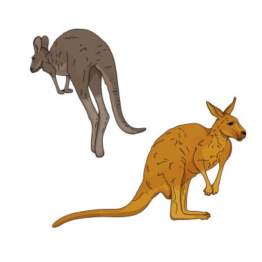 Avustralya kangurularının vektör çizimi. Tasarımcılar için egzotik hayvanlar boş, logo, simge, baskı