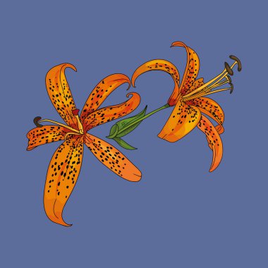 Tiger lily isolated illustration. Isolated tropical flower as a blank for designers, logo, icon, print, element