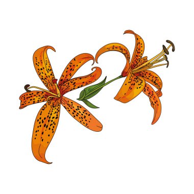 Tiger lily isolated illustration. Isolated tropical flower as a blank for designers, logo, icon, print, element