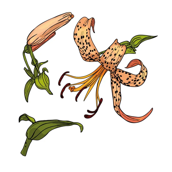Тигровая Лилия Изолированная Иллюстрация Изолированный Цветок Бланк Дизайнеров Логотип Значок — стоковый вектор