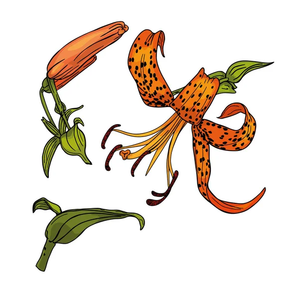 Тигровая Лилия Изолированная Иллюстрация Изолированный Цветок Бланк Дизайнеров Логотип Значок — стоковый вектор