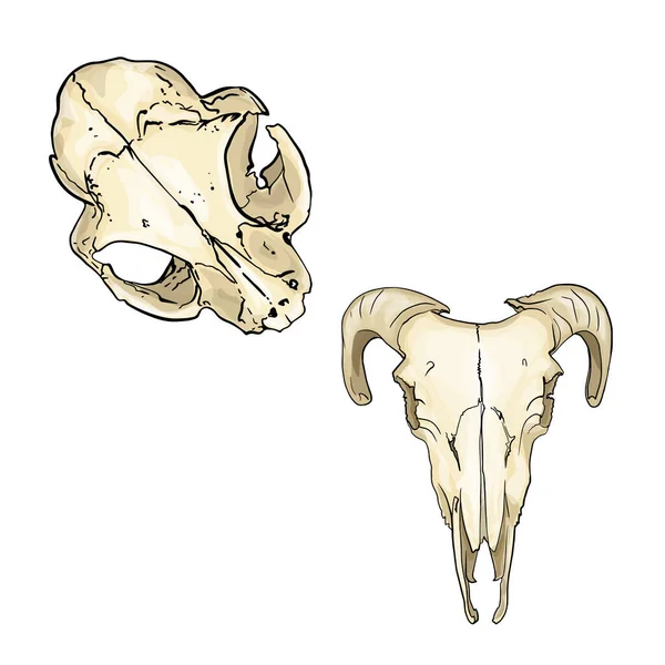 Set of vector mexican animal skulls. Animal skulls. Vector set