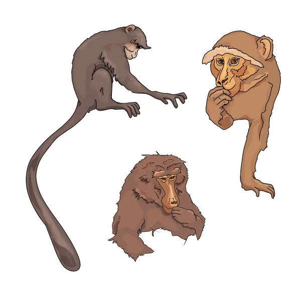 Large set of monkeys isolated on a white background. Portrait of a monkey. hamadryas as a blank for designers, logo, icon, monkeypox