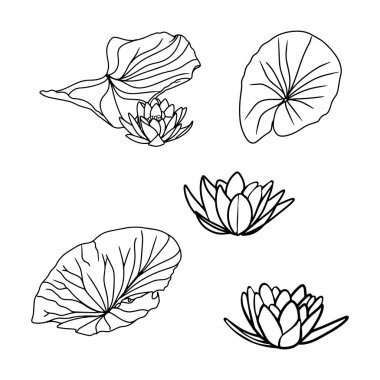 Büyük nilüferler, yapraklarla çiçek açan nilüferler. Bir tasarımcı, logo, simge, baskı, rahatlama, yoga için boş bir çiçek